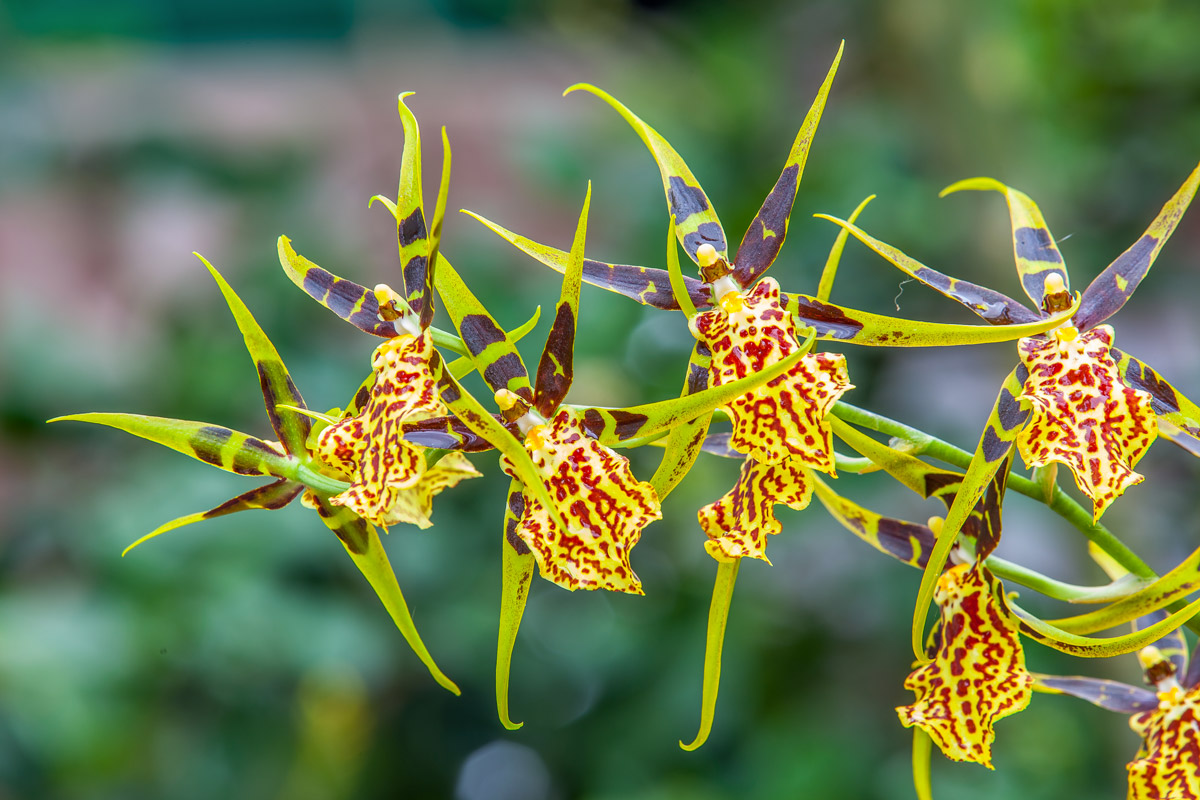 esemplari particolari di orchidee adatti anche ai meno esperti