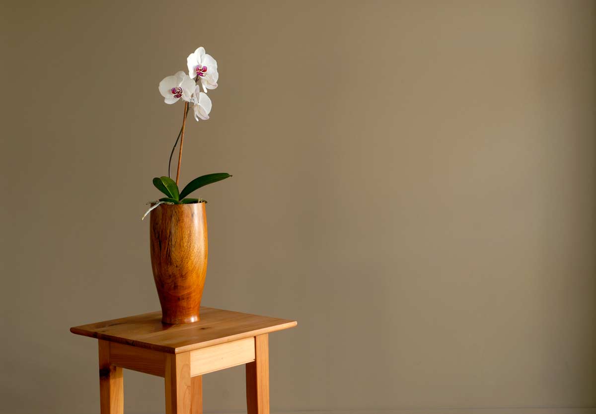 migliori vasi per piantare orchidee