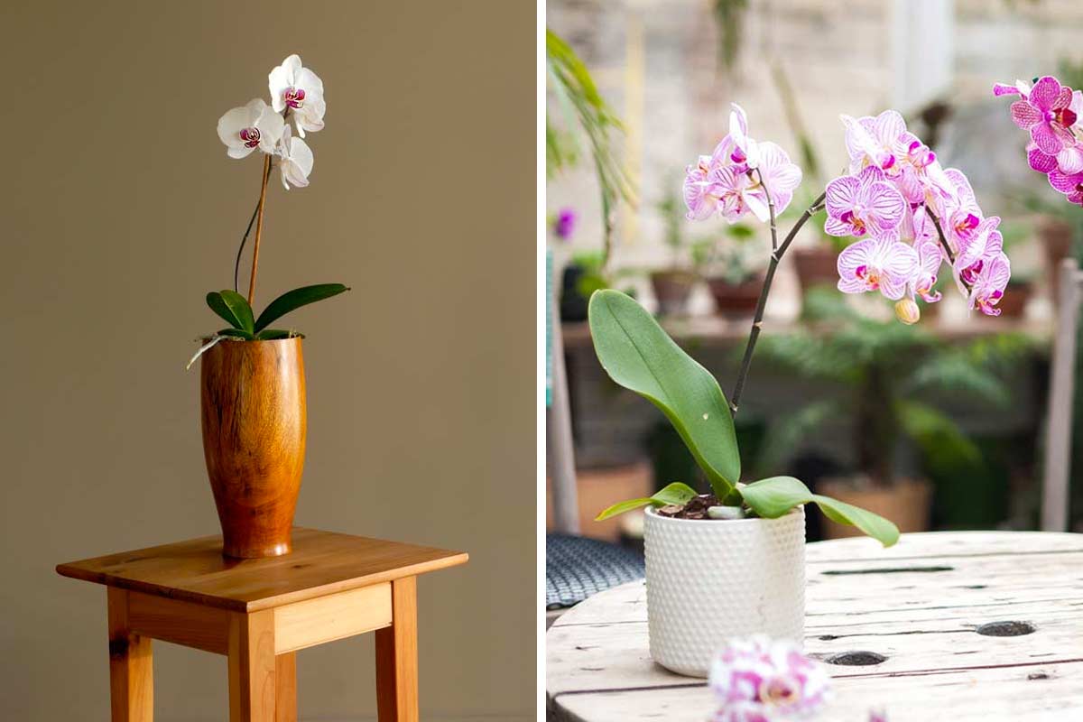 I migliori vasi per piantare orchidee.