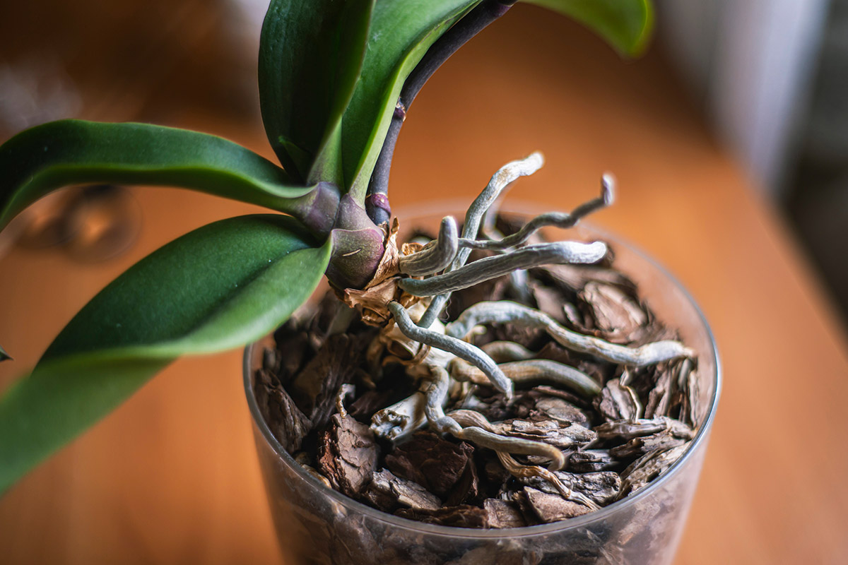 orchidea radici fuori dal vaso