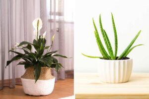 5 piante che purificano l'aria e riducono l'inquinamento domestico piante che purificano l'aria e riducono l'inquinamento domestico.