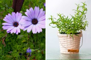 Piante repellenti per vasi e giardini: tenere a bada le zanzare si può! Piante repellenti per vasi e giardini.