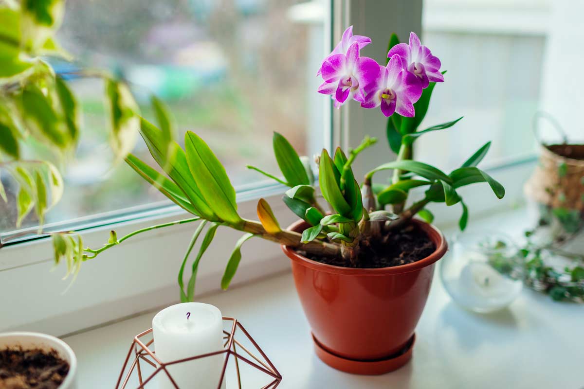 Riprodurre l'orchidea dai rami secchi.