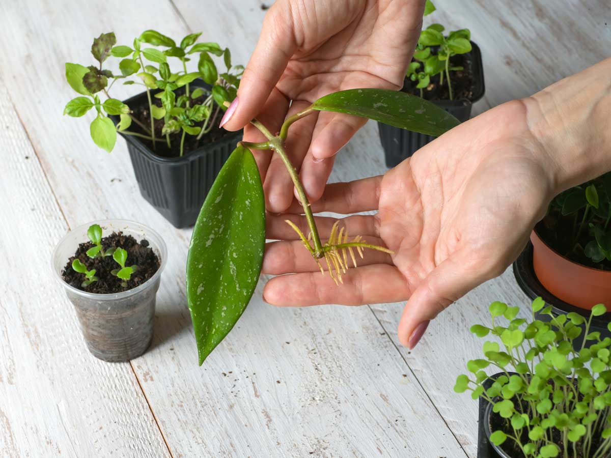 Metodi e curiosità sulla talea per la riproduzione delle piante.