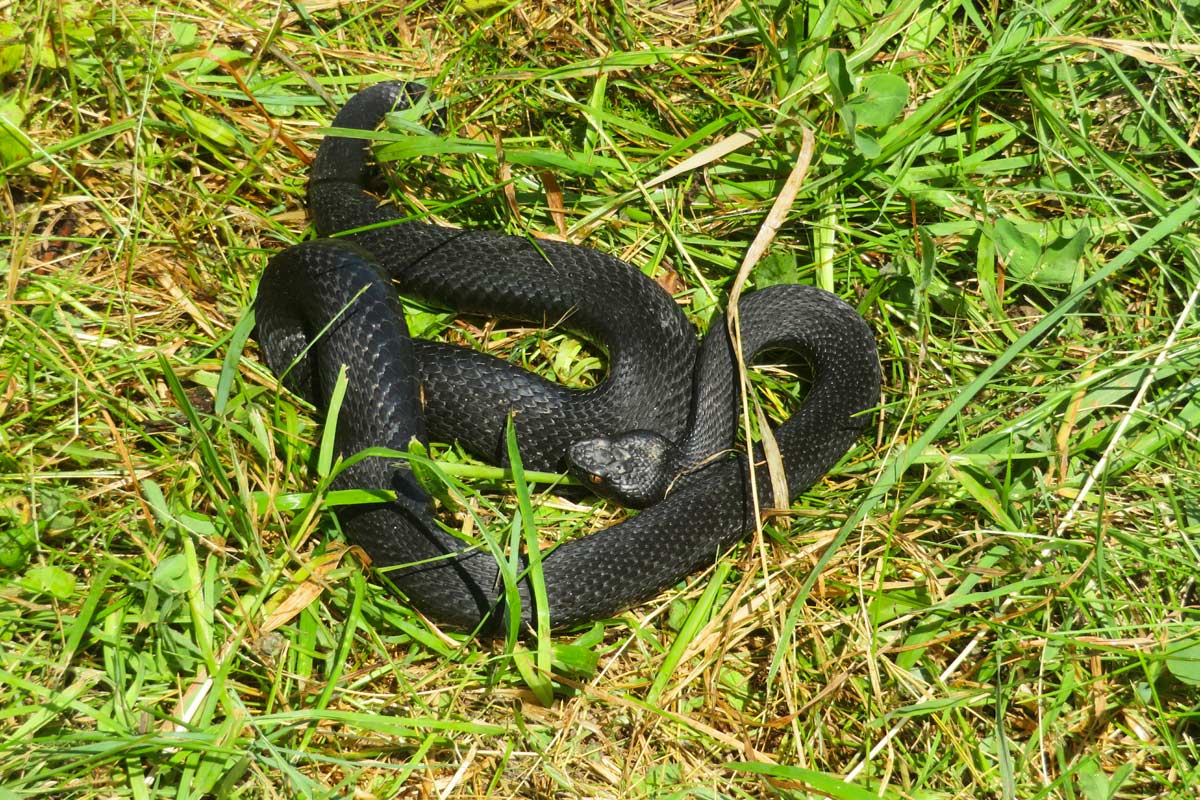 Serpenti in giardino, con questo metodo spariranno per sempre.