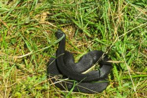 Serpenti in giardino? Con questo metodo spariranno per sempre metodo per allontanare serpenti da giardino