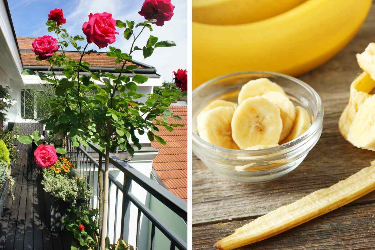 come concimare le rose con le bucce di banana