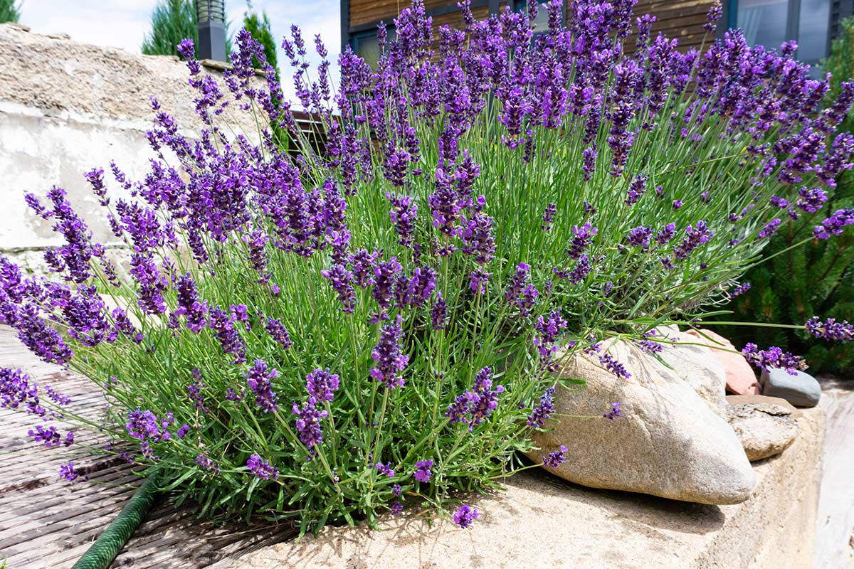 come potare piante di lavanda