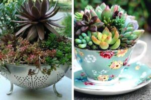Composizioni con le piante grasse: ecco le più belle selezionate per voi composizioni con le piante grasse