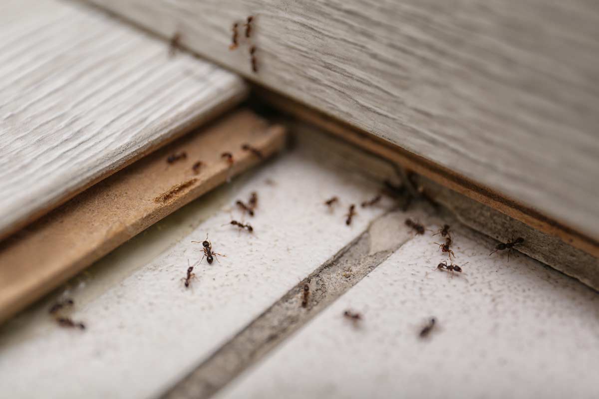 eliminare formiche metodo naturale