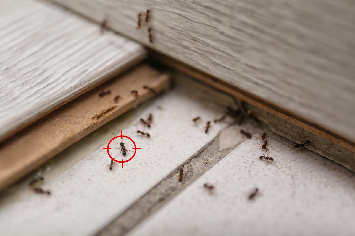 eliminare formiche metodo naturale fai da te