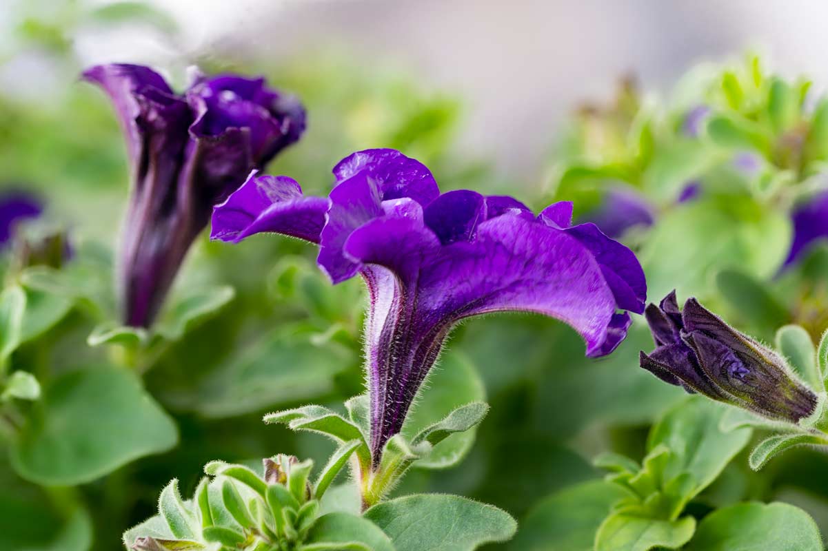 Come salvare la petunia dal caldo.