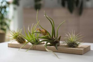 5 piante da tenere in casa in grado di assorbire cattivi odori e umidità piante contro cattivi odori e umidità