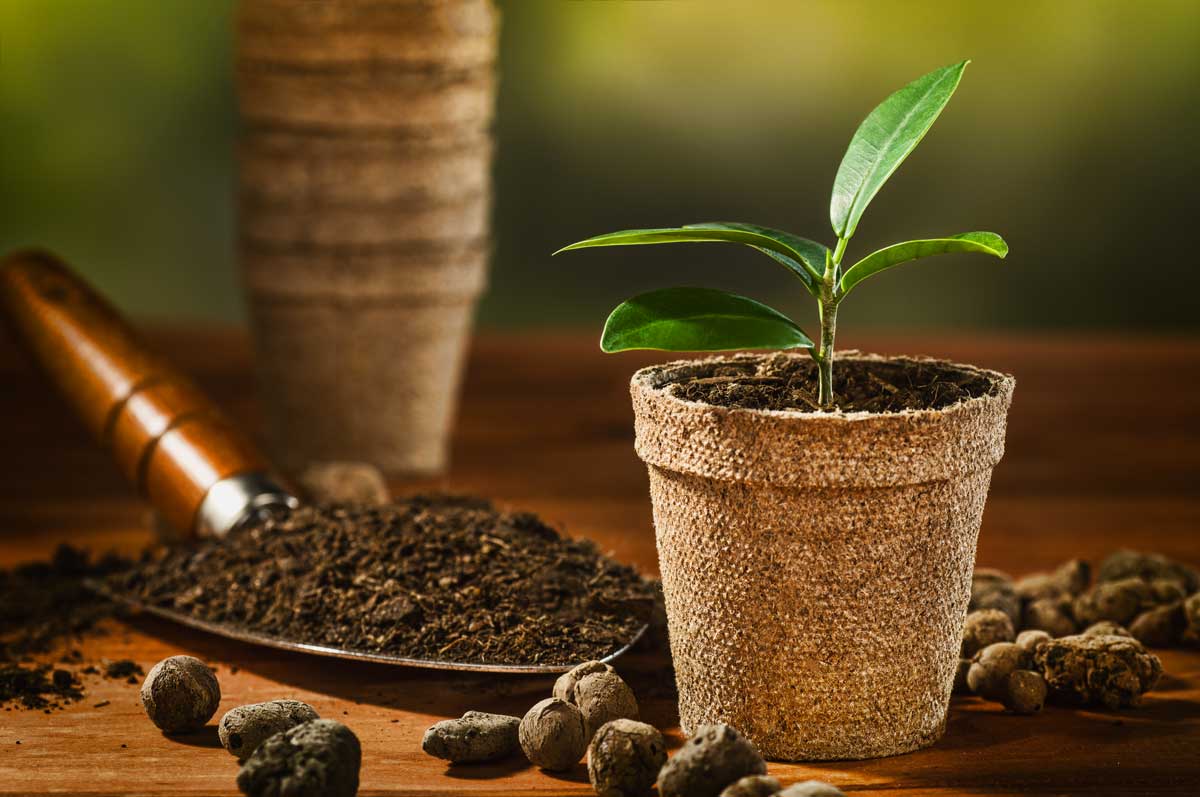 usare i fondi di caffè per concimare le piante