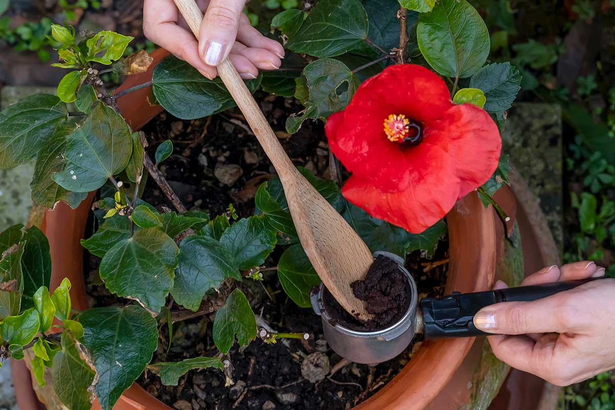 usare i fondi di caffè per concimare le piante