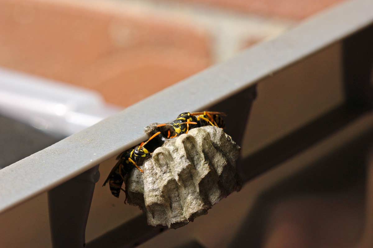 Vespe sul balcone allontanare con metodi naturali