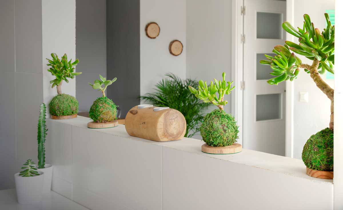 creare un angolo pazzesco nella tua casa con piante grasse