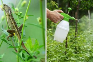 Come allontanare le lucertole dal giardino: scoprite questo straordinario rimedio naturale come-allontanare-le-lucertole-dal-giardino