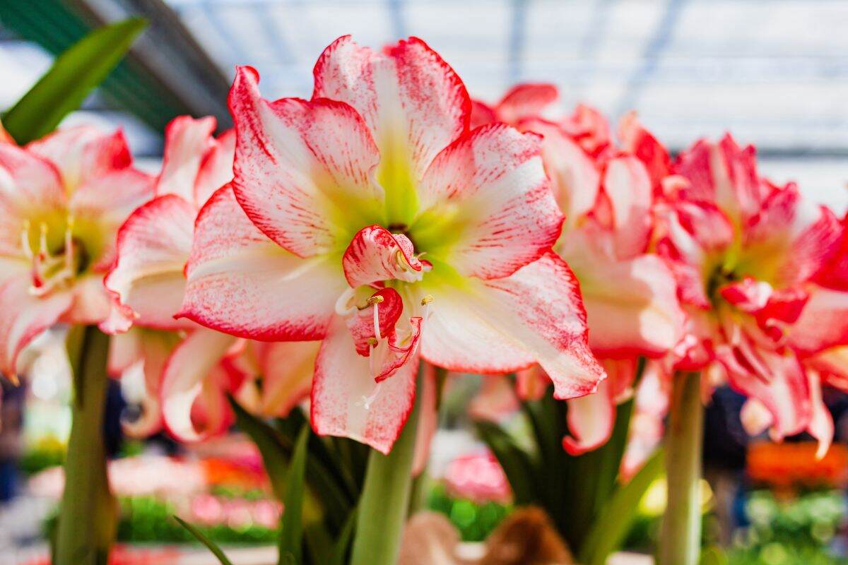 come far prosperare l'amaryllis in acqua