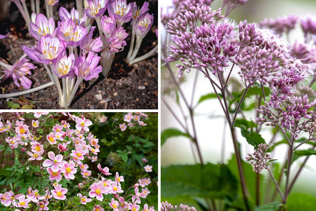 Fiori autunnali colorati da tenere giardino.