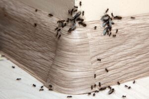 Formiche escono dal battiscopa? Brutto segno, falle sparire per sempre con questa procedura Formiche escono dal battiscopa.