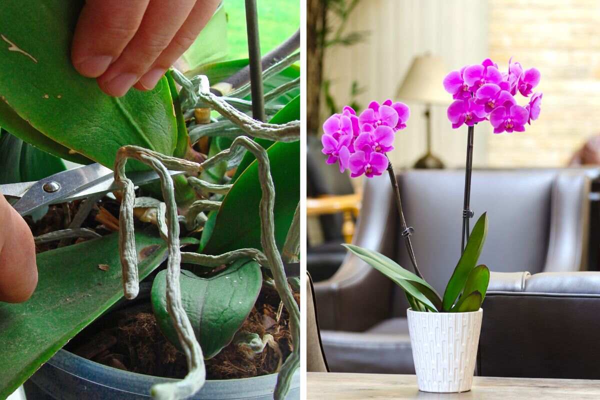 rivitalizzare l'orchidea con le foglie molli