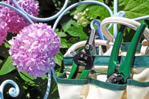 Adesso, è il periodo migliore per potare le ortensie: ecco il perché autunno, periodo migliore per potare le ortensie