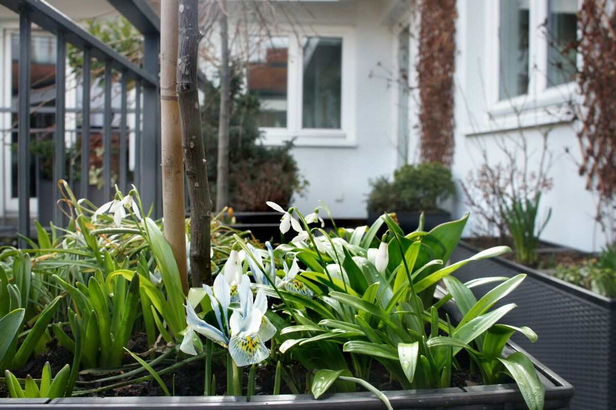 bucaneve, piante ideale per il decorare il balcone d'inverno