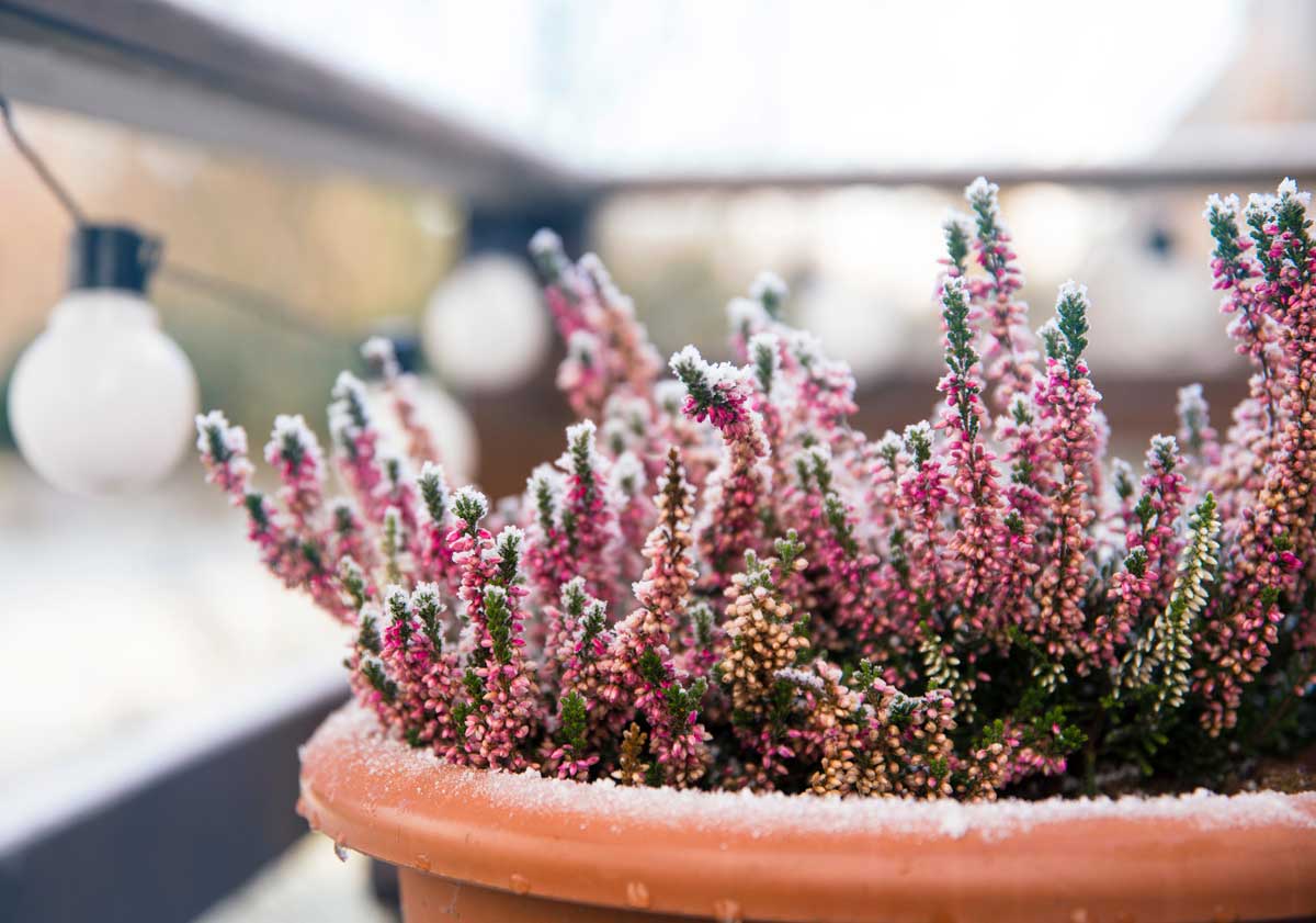 fiori e piante balcone d'inverno, Erica