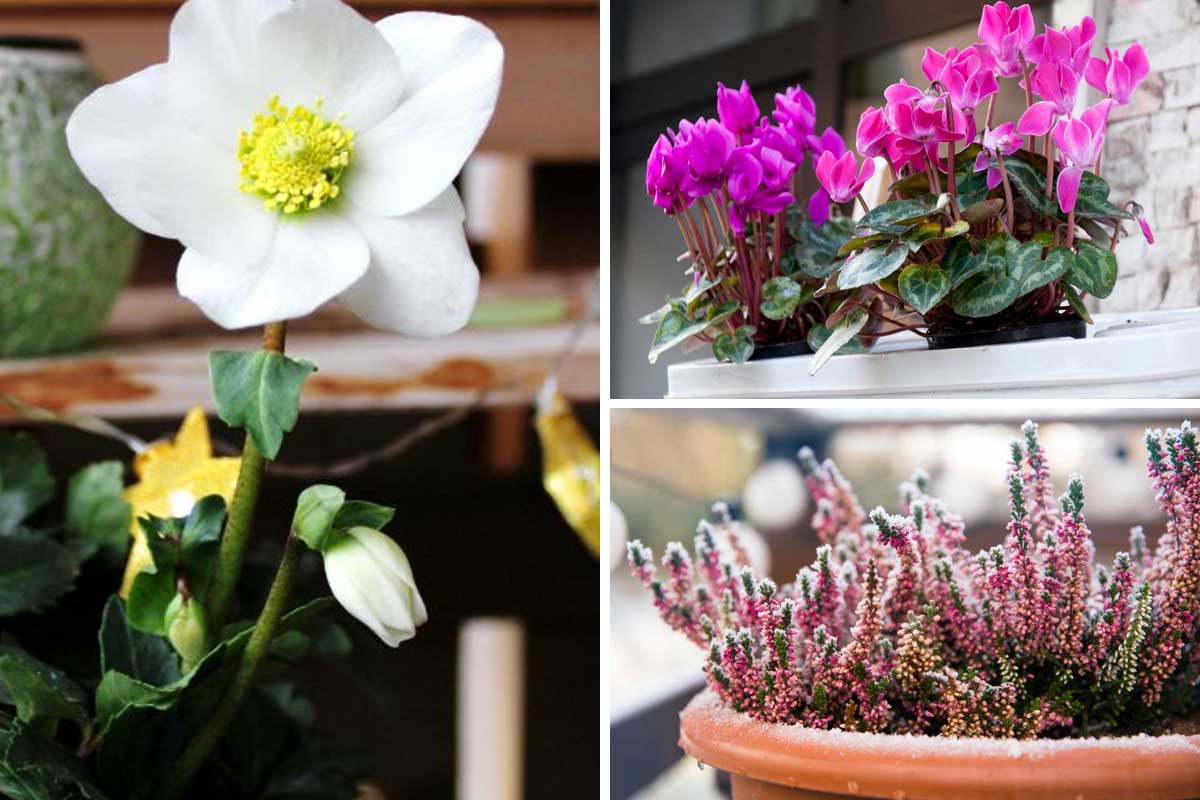 fiori e piante balcone d'inverno