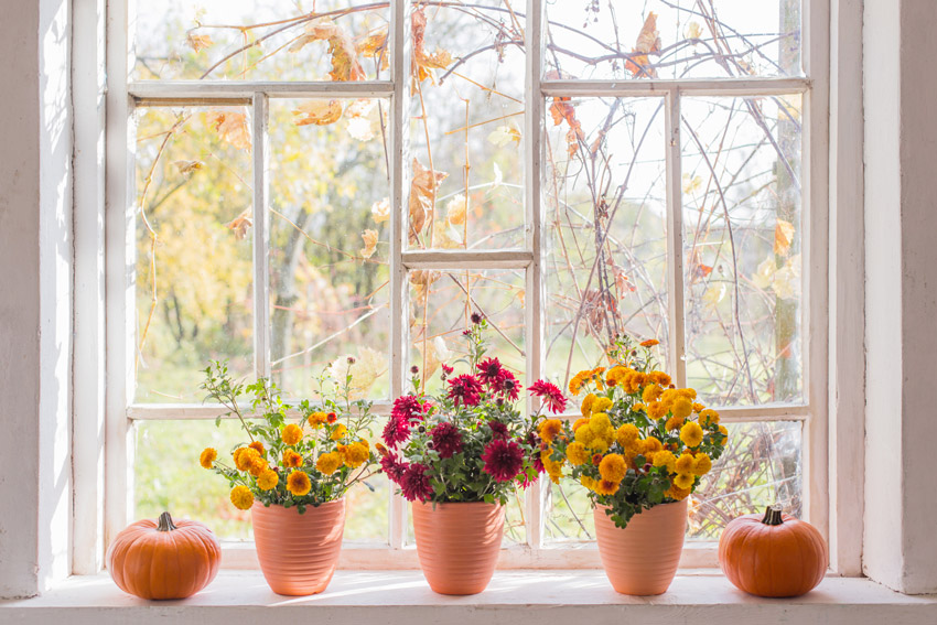 Vasetti con fiori autunnali per decorare davanzali finestra.