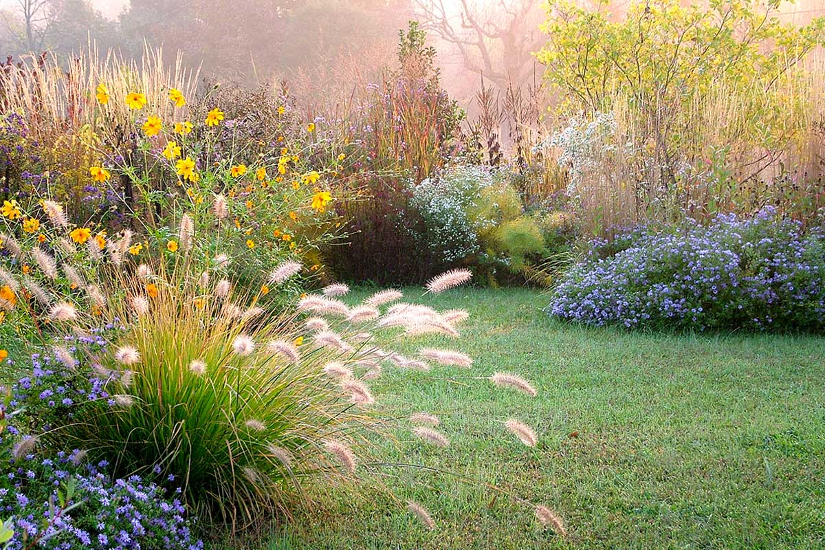 fiori autunnali, i più belli per un giardino mozzafiato