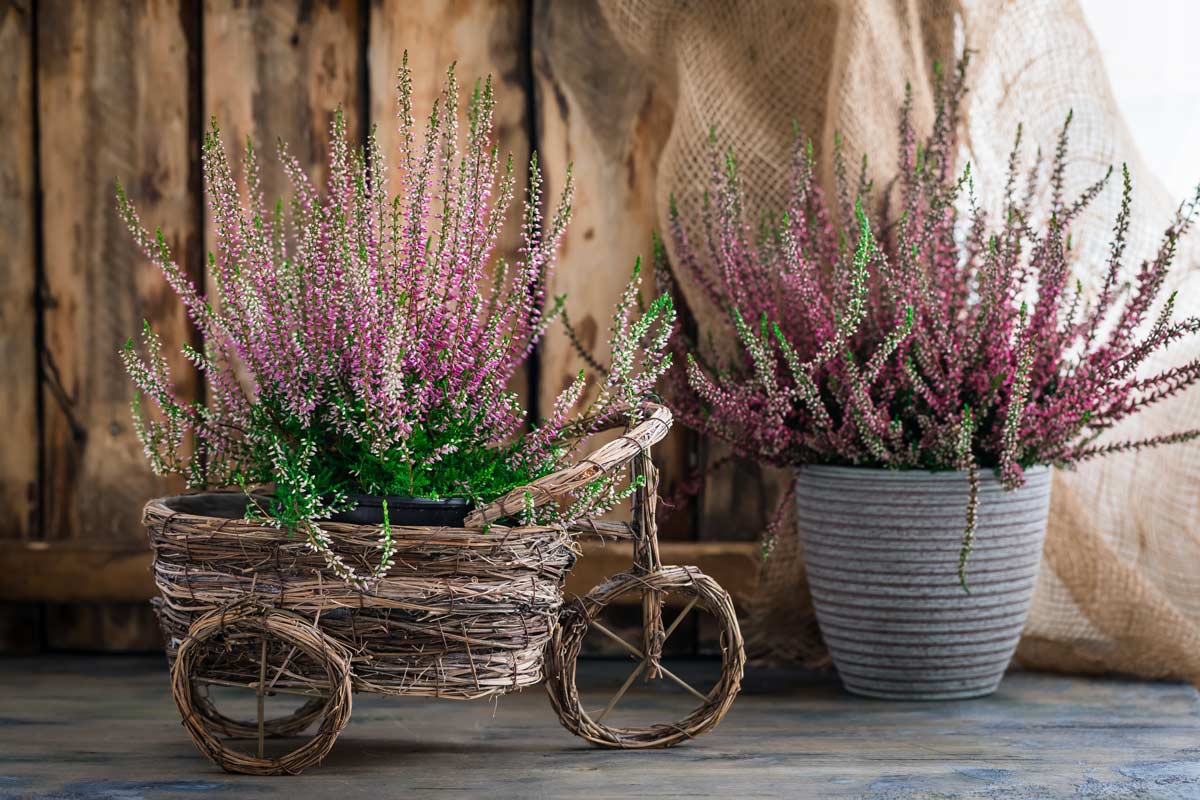 piante che fioriscono nel mese di ottobre