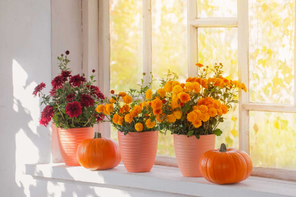 piante per rallegrare e dare colori a balconi e davanzali durante l’autunno