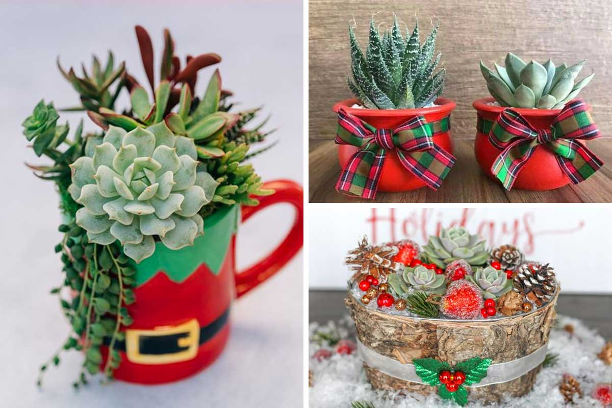 Composizioni con succulente super fantasiose per Natale.