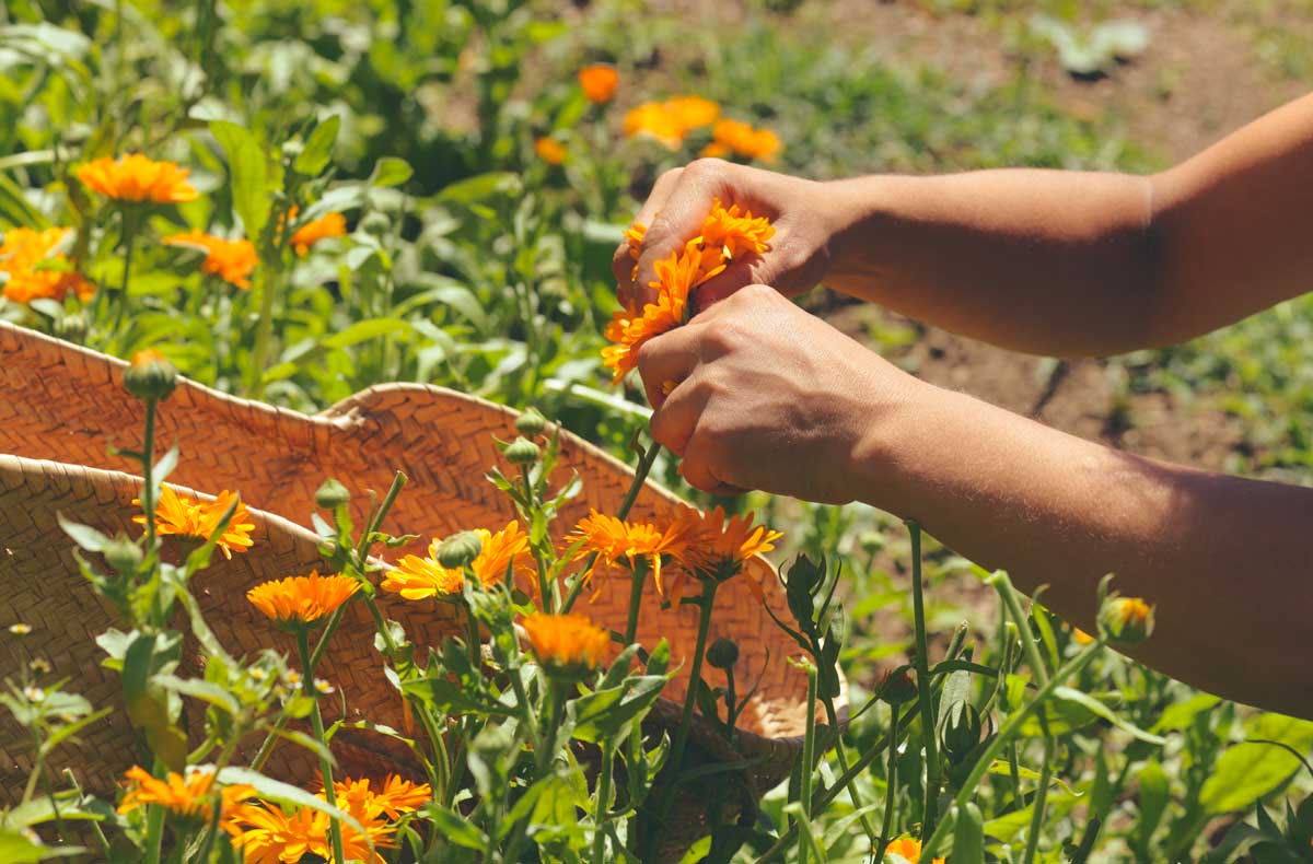 piante che fioriscono anche d'inverno