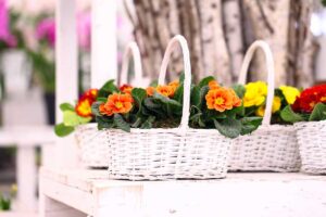 10 piante resistenti al sole e al freddo, perfette per abbellire il balcone tutto l'anno piante resistenti al sole e al freddo