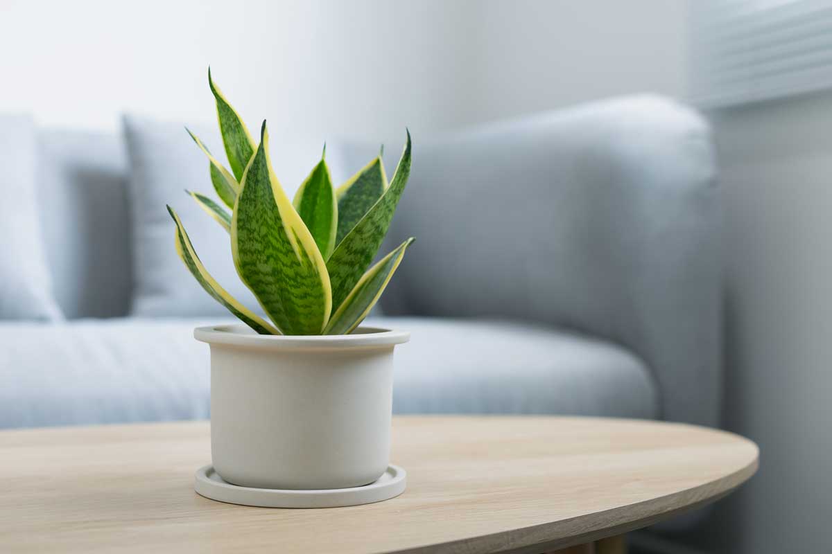 risolvere il problema di umidità con la Sansevieria