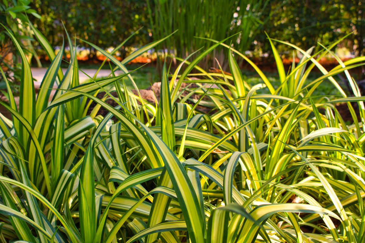 come piante d'acqua carex