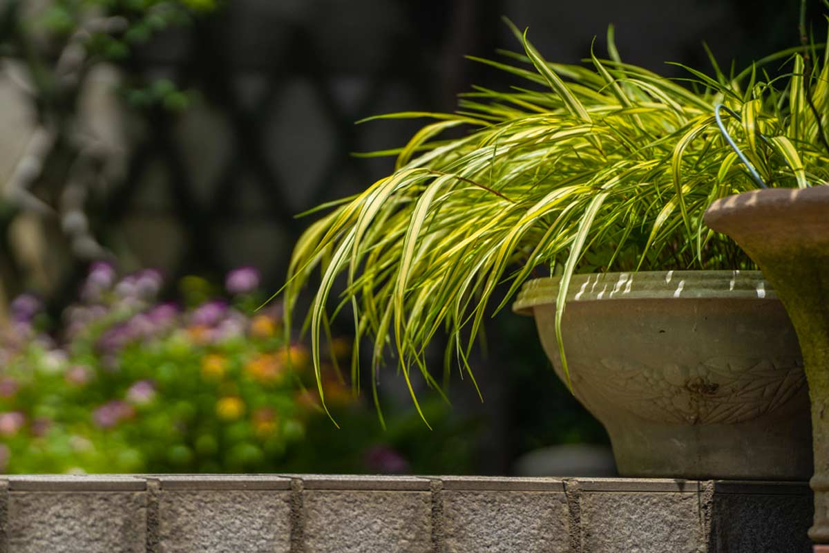 Carex, pianta cespugliosa decorativa per esterni