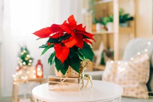 Ecco come far durare la Stella di Natale molti mesi oltre le feste di fine anno come far durare la stella di Natale