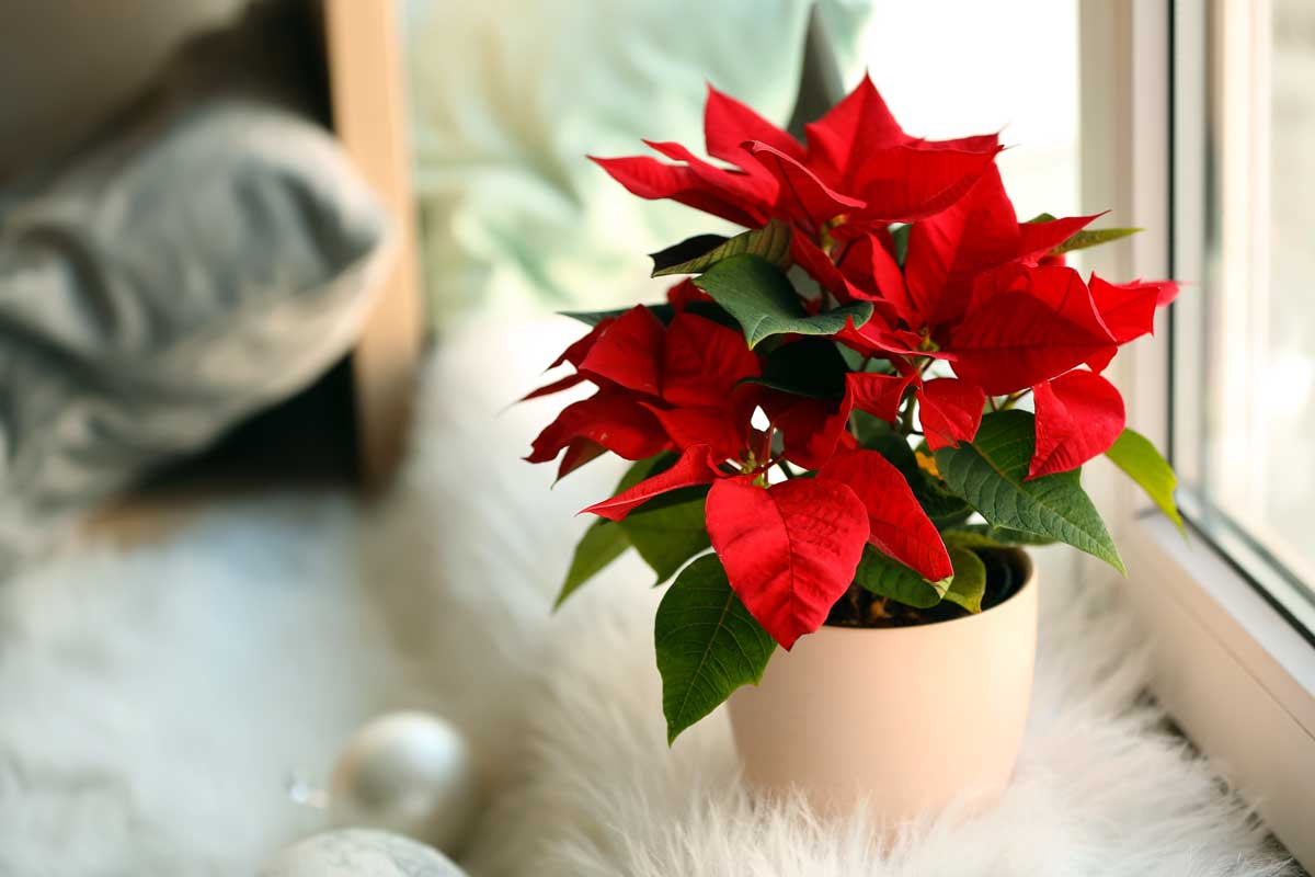 Come nutrire la pianta Poinsettia.