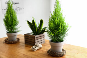 Come far prosperare la Sansevieria in inverno? Ecco cosa c'è da sapere per mantenere la pianta vigorosa Come far prosperare la Sansevieria in inverno.