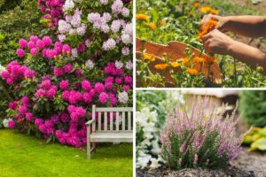 Piante sempreverdi: idee e ispirazioni per un giardino colorato anche d'inverno piante sempreverdi giardino inverno