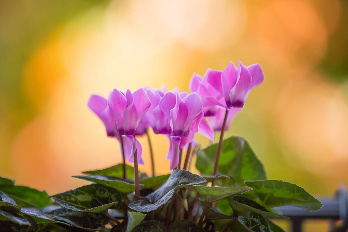 I fiori per decorare il balcone d'inverno.