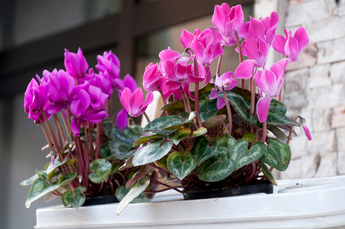 Ciclamino fucsia in vaso sul balcone d'inverno.