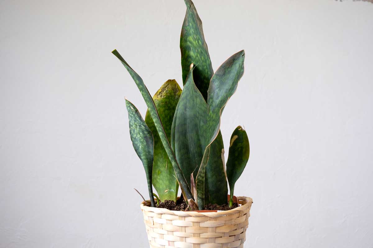 sansevieria con foglie gialle, cause e come recuperare la pianta