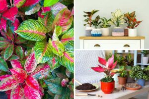 L'aglaonema, la pianta dai mille colori.