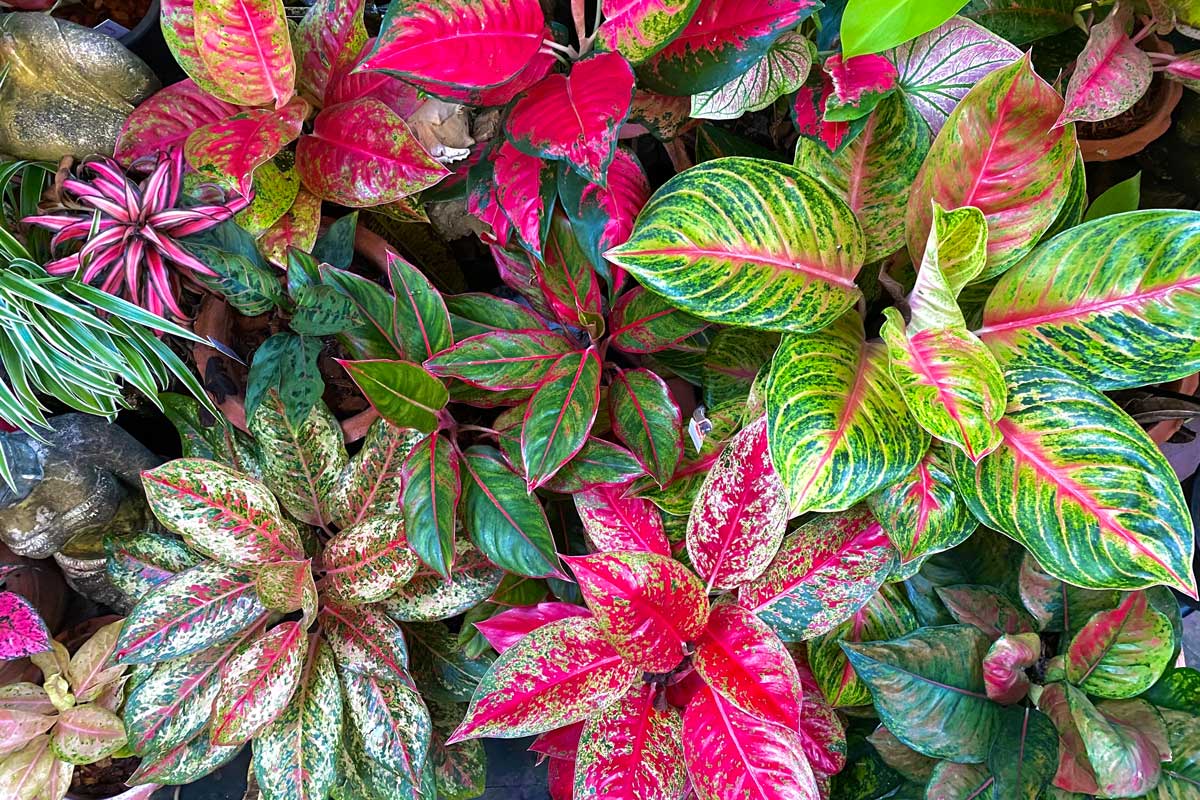 L'aglaonema, pianta dai mille colori.