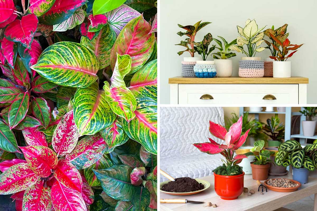 L'aglaonema, la pianta dai mille colori.